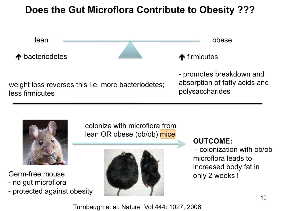 Does the Gut Microflora Contribute to Obesity ???
lean
obese
1 bacteriodetes
1 firmicutes
- promotes breakdown and
absorption of fatty acids and
polysaccharides
weight loss reverses this i.e. more bacteriodetes;
less firmicutes
colonize with microflora from
lean OR obese (ob/ob) mice
OUTCOME:
- colonization with ob/ob
microflora leads to
increased body fat in
only 2 weeks !
Germ-free mouse
- no gut microflora
- protected against obesity
10
Turnbaugh et al. Nature Vol 444: 1027, 2006
