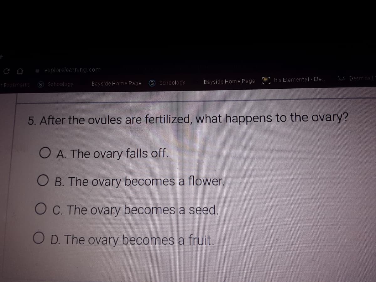 +
explorelearmirg.com
It s Elemental - Elė.
Ba Desmos|-
Eokmerks S Schoology
Bayside Fome Page
Schoology
Bayside Fome P'age
5. After the ovules are fertilized, what happens to the ovary?
O A. The ovary falls off.
O B. The ovary becomes a flower.
OC. The ovary becomes a seed.
O D. The ovary becomes a fruit.
