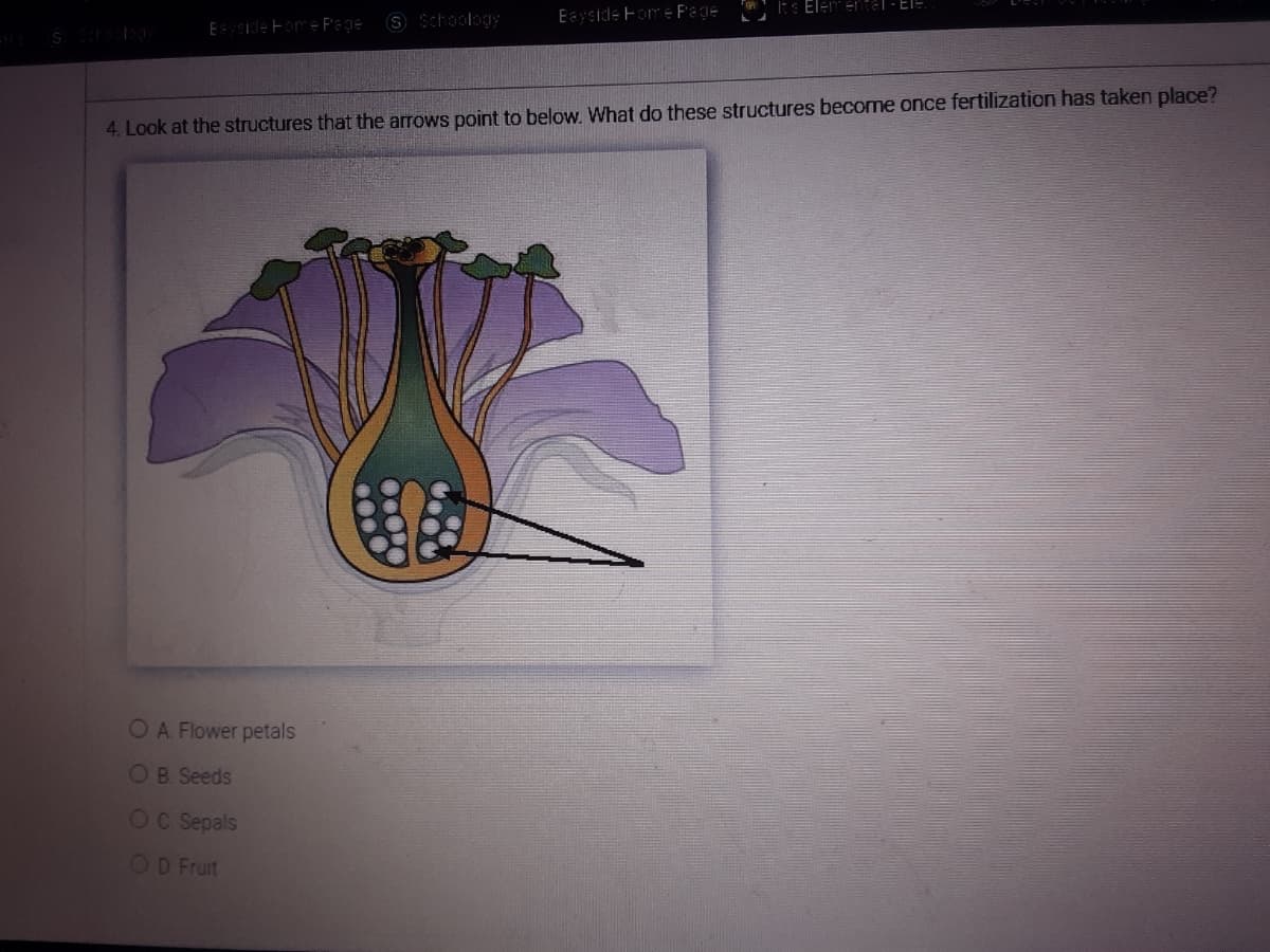 Es Elem etel - ElE.
S Schoology
Eayside Fome F'age
Esyside Fome F'age
4. Look at the structures that the arrows point to below. What do these structures become once fertilization has taken place?
OA Flower petals
OB. Seeds
OC Sepals
OD Fruit
