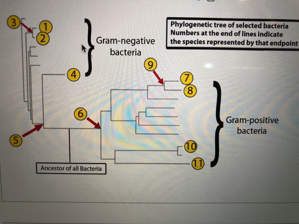 3)
Phylogenetic tree of selected bacteria
Numbers at the end of lines indicate
the species represented by that endpoint
1)
Gram-negative
bacteria
4
8)
Gram-positive
bacteria
5
10
11
Ancestor of all Bacteria
