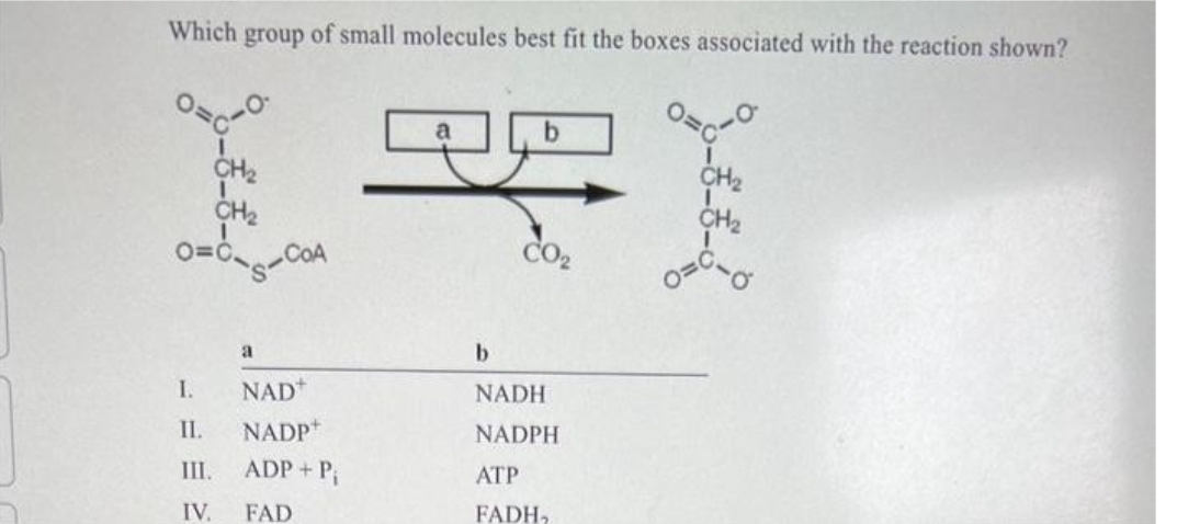 Which group
CH₂
CH₂
0=--COA
I.
II.
III.
IV.
of small molecules best fit the boxes associated with the reaction shown?
a
NAD
NADP+
ADP + P₁
FAD
b
NADH
NADPH
ATP
FADH₂
CH₂
0=0-0