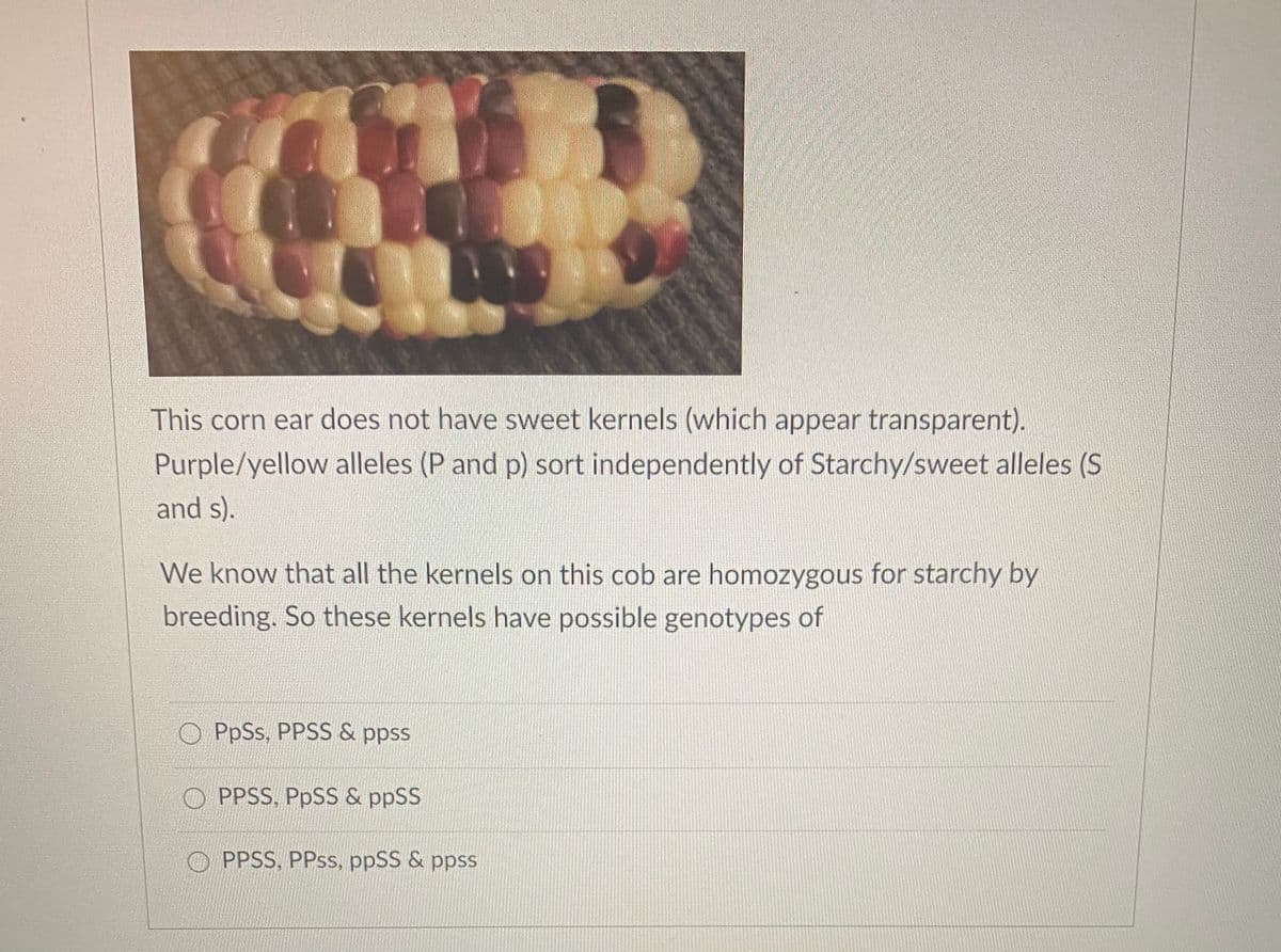 This corn ear does not have sweet kernels (which appear transparent).
Purple/yellow alleles (P and p) sort independently of Starchy/sweet alleles (S
and s).
We know that all the kernels on this cob are homozygous for starchy by
breeding. So these kernels have possible genotypes of
PpSs, PPSS & ppss
PPSS, PPSS & ppSS
PPSS, PPSS, ppSS & ppss
