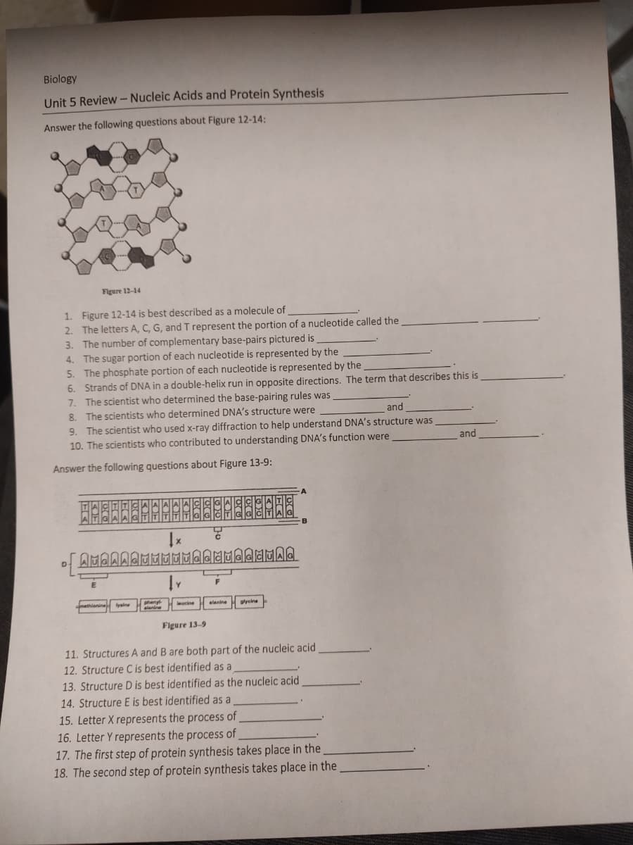 Biology
Unit 5 Review - Nucleic Acids and Protein Synthesis
Answer the following questions about Figure 12-14:
Figure 12-14
1. Figure 12-14 is best described as a molecule of
2. The letters A, C, G, and T represent t
3.
The number of complementary base-pairs pictured is
4. The sugar portion of each nucleotide is represented by the
5. The phosphate portion of each nucleotide is represented by the
6. Strands of DNA in a double-helix run in opposite directions. The term that describes this is
7. The scientist who determined the base-pairing rules was
8.
The scientists who determined DNA's structure were
and
9. The scientist who used x-ray diffraction to help understand DNA's structure was
10. The scientists who contributed to understanding DNA's function were
Answer the following questions about Figure 13-9:
of AMGAAGUI
methionine
lysine
portion of a nucleotide called the
GAMUAG
alanine glycine -
Figure 13-9
11. Structures A and B are both part of the nucleic acid
12. Structure C is best identified as a
13. Structure D is best identified as the nucleic acid
14. Structure E is best identified as a
15. Letter X represents the process of
16. Letter Y represents the process of
17. The first step of protein synthesis takes place in the
18. The second step of protein synthesis takes place in the
and