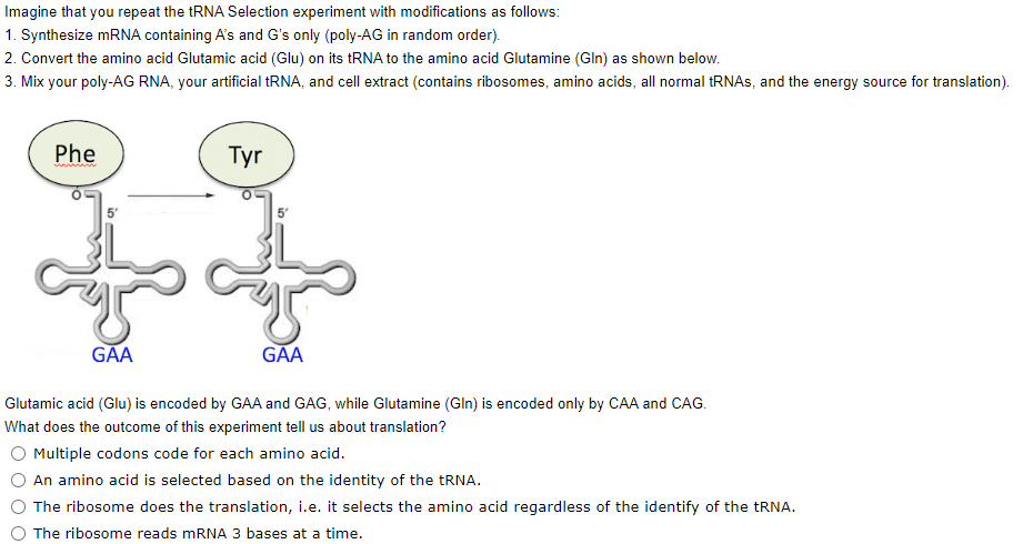 Imagine that you repeat the tRNA Selection experiment with modifications as follows:
1. Synthesize mRNA containing A's and G's only (poly-AG in random order).
2. Convert the amino acid Glutamic acid (Glu) on its tRNA to the amino acid Glutamine (Gln) as shown below.
3. Mix your poly-AG RNA, your artificial tRNA, and cell extract (contains ribosomes, amino acids, all normal tRNAs, and the energy source for translation).
Phe
Tyr
GAA
GAA
Glutamic acid (Glu) is encoded by GAA and GAG, while Glutamine (Gln) is encoded only by CAA and CAG.
What does the outcome of this experiment tell us about translation?
Multiple codons code for each amino acid.
An amino acid is selected based on the identity of the tRNA.
The ribosome does the translation, i.e. it selects the amino acid regardless of the identify of the tRNA.
The ribosome reads mRNA 3 bases at a time.