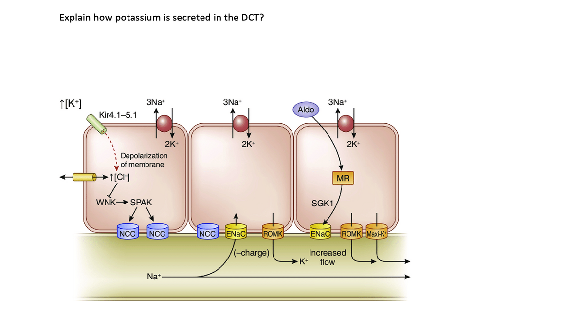 Explain how potassium is secreted in the DCT?
T[K*]
3Na+
3Na+
3Na+
Aldo
Kir4.1-5.1
2K+
2K+
2K+
Depolarization
of membrane
T[CH]
MR
WNK SPAK
SGK1
NCC NCC
NCC ENAC
ROMK
ENAC
ROMK Maxi-K
(-charge)
Increased
flow
Na+
