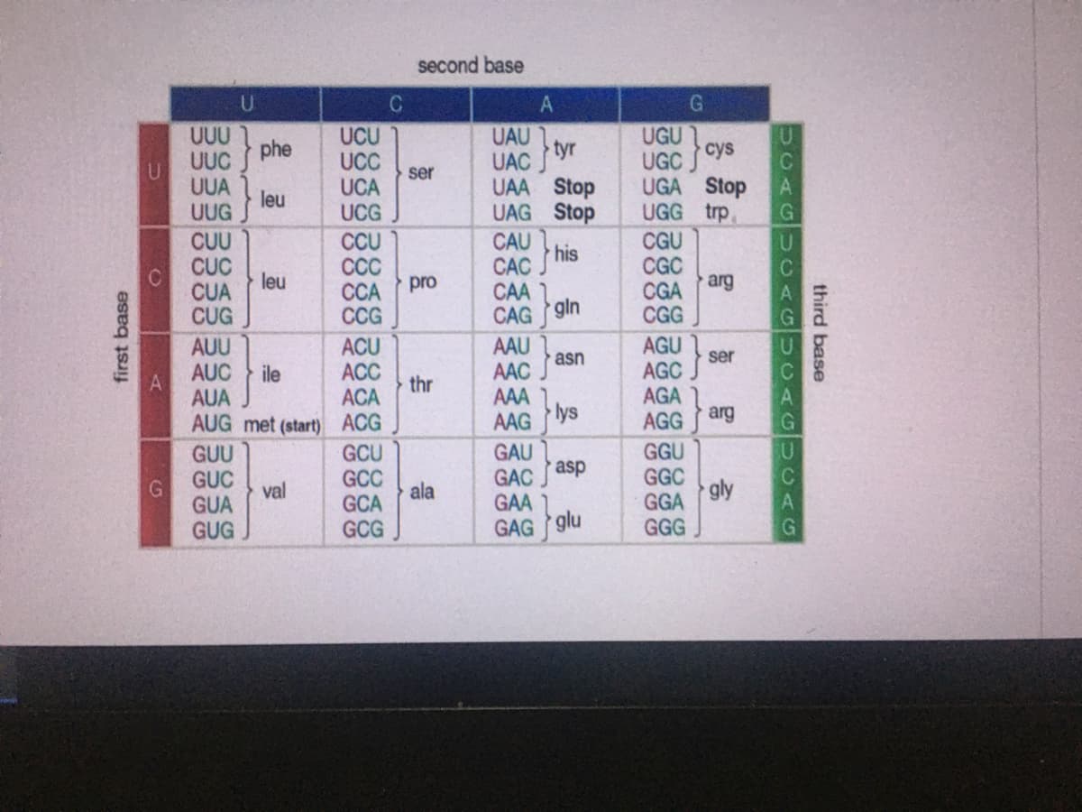 second base
U
C
G
UCU
UCC
UCA
UCG
UUU
UUC
UAU
tyr
UAC J
UGU
сys
UGC
phe
ser
UUA
leu
UUG
UAA Stop
UAG Stop
UGA Stop
UGG trp
CUU
CAU
his
CAC S
CAA
CGU
CCU
CCC
CCA
CCG
CUC
leu
CUA
CGC
arg
CGA
pro
CUG
CAG gin
CGG
AAU
AAC
AGU
AGC
AGA
AUU
ACU
asn
ser
ACC
thr
ACA
AUC
ile
AAA
lys
AUA
AUG met (start) ACG
AAG
AGG arg
GAU
GAC
GAA
GAG glu
GGU
GGC
GGA
GGG
GUU
GCU
asp
GUC
val
GUA
GCC
ala
GCA
gly
GUG
GCG
third base
UCAGH CAGUCAGUCAG
first base
