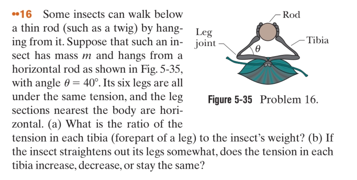 •16 Some insects can walk below
Rod
a thin rod (such as a twig) by hang- Leg
ing from it. Suppose that such an in- joint
sect has mass m and hangs from a
horizontal rod as shown in Fig. 5-35,
with angle 0 = 40°. Its six legs are all
under the same tension, and the leg
sections nearest the body are hori-
zontal. (a) What is the ratio of the
tension in each tibia (forepart of a leg) to the insect's weight? (b) If
the insect straightens out its legs somewhat, does the tension in each
tibia increase, decrease, or stay the same?
- Tibia
Figure 5-35 Problem 16.
