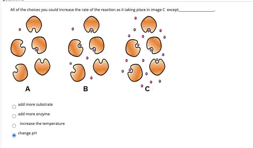 All of the choices you could increase the rate of the reaction as it taking place in image C except_
A
B
add more substrate
add more enzyme
increase the temperature
change pH
