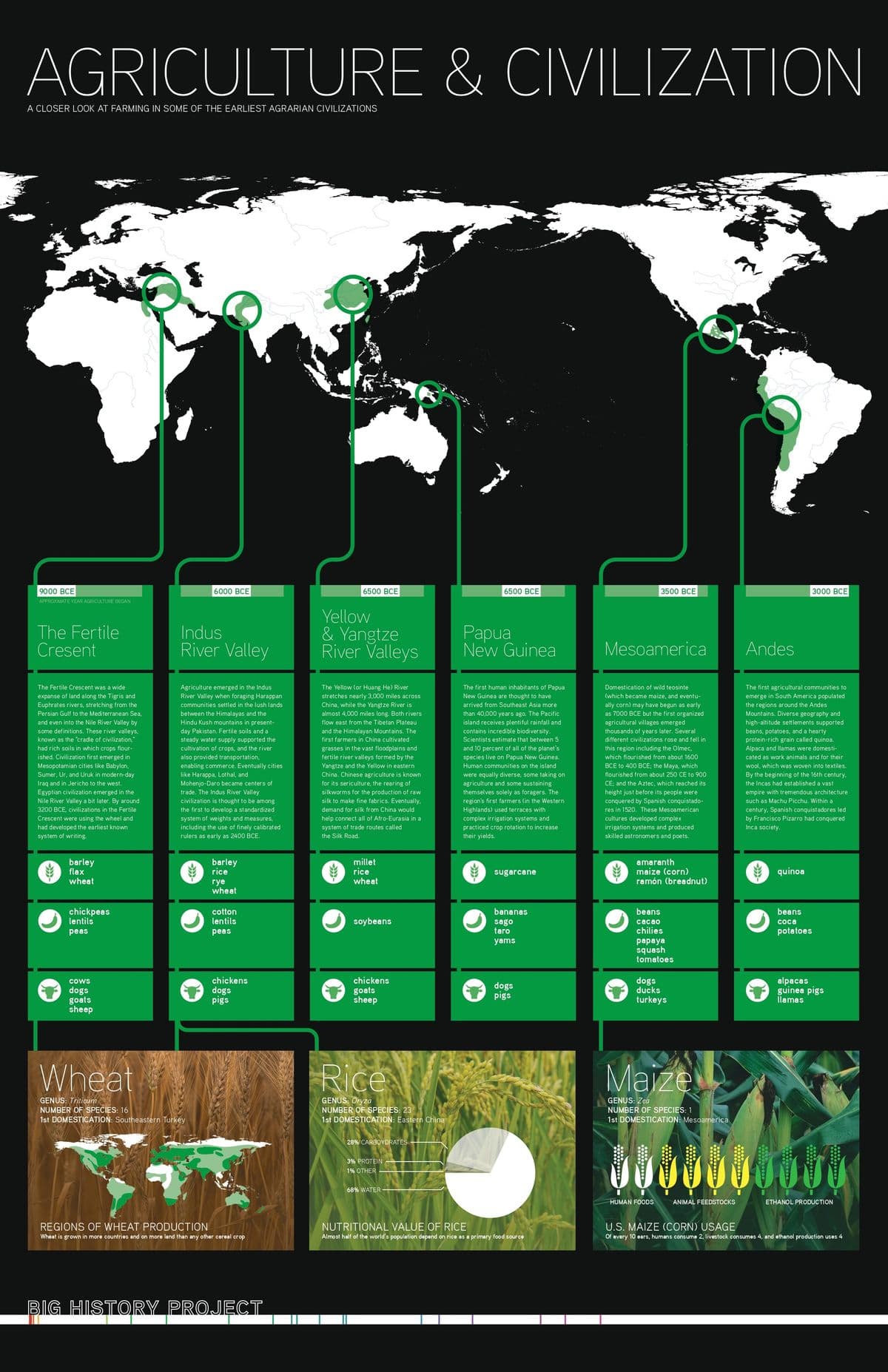 AGRICULTURE & CIVILIZATION
A CLOSER LOOK AT FARMING IN SOME OF THE EARLIEST AGRARIAN CIVILIZATIONS
9000 BCE
APPROXIMATE YEAR AGRICULTURE BEGAN
The Fertile
Cresent
The Fertile Crescent was a wide
expanse of land along the Tigris and
Euphrates rivers, stretching from the
Persian Gulf to the Mediterranean Sea,
and even into the Nile River Valley by
some definitions. These river valleys,
known as the "cradle of civilization,"
had rich soils in which crops flour-
ished. Civilization first emerged in
Mesopotamian cities like Babylon,
Sumer, Ur, and Uruk in modern-day
Iraq and in Jericho to the west.
Egyptian civilization emerged in the
Nile River Valley a bit later. By around
3200 BCE, civilizations in the Fertile
Crescent were using the wheel and
had developed the earliest known
system of writing.
barley
flax
wheat
chickpeas
lentils
peas
COWS
dogs
goats
sheep
6000 BCE
Indus
River Valley
Agriculture emerged in the Indus
River Valley when foraging Harappan
communities settled in the lush lands
between the Himalayas and the
Hindu Kush mountains in present-
day Pakistan. Fertile soils and a
steady water supply supported the
cultivation of crops, and the river
also provided transportation,
enabling commerce. Eventually cities
like Harappa, Lothal, and
Mohenjo-Daro became centers of
trade. The Indus River Valley
civilization is thought to be among
the first to develop a standardized
system of weights and measures,
including the use of finely calibrated
rulers as early as 2400 BCE.
Wheat
GENUS: Triticum
NUMBER OF SPECIES: 16
1st DOMESTICATION: Southeastern Turkey
barley
rice
rye
wheat
cotton
lentils
peas
chickens
dogs
pigs
REGIONS OF WHEAT PRODUCTION
Wheat is grown in more countries and on more land than any other cereal crop
BIG HISTORY PROJECT
6500 BCE
Yellow
& Yangtze
River Valleys
The Yellow (or Huang He) River
stretches nearly 3,000 miles across
China, while the Yangtze River is
almost 4,000 miles long. Both rivers
flow east from the Tibetan Plateau
and the Himalayan Mountains. The
first farmers in China cultivated
grasses in the vast floodplains and
fertile river valleys formed by the
Yangtze and the Yellow in eastern
China. Chinese agriculture is known
for its sericulture, the rearing of
silkworms for the production of raw
silk to make fine fabrics. Eventually,
demand for silk from China would
help connect all of Afro-Eurasia in a
system of trade routes called
the Silk Road.
millet
rice
wheat
soybeans
chickens
goats
sheep
Rice
GENUS: Oryza
NUMBER OF SPECIES: 23
1st DOMESTICATION: Eastern China
28% CARBOYDRATES
3% PROTEIN
1% OTHER
68% WATER
6500 BCE
Papua
New Guinea
The first human inhabitants of Papua
New Guinea are thought to have
arrived from Southeast Asia more
than 40,000 years ago. The Pacific
island receives plentiful rainfall and
contains incredible biodiversity.
Scientists estimate that between 5
and 10 percent of all of the planet's
species live on Papua New Guinea.
Human communities on the island
were equally diverse, some taking on
agriculture and some sustaining
themselves solely as foragers. The
region's first farmers (in the Western
Highlands) used terraces with
complex irrigation systems and
practiced crop rotation to increase
their yields.
sugarcane
bananas
sago
taro
yams
dogs
pigs
NUTRITIONAL VALUE OF RICE
Almost half of the world's population depend on rice as a primary food source
3500 BCE
Mesoamerica
Domestication of wild teosinte
(which became maize, and eventu-
ally corn) may have begun as early
as 7000 BCE but the first organized
agricultural villages emerged
thousands of years later. Several
different civilizations rose and fell in
this region including the Olmec,
which flourished from about 1600
BCE to 400 BCE; the Maya, which
flourished from about 250 CE to 900
CE; and the Aztec, which reached its
height just before its people were
conquered by Spanish conquistado-
res in 1520. These Mesoamerican
cultures developed complex
irrigation systems and produced
skilled astronomers and poets.
amaranth
maize (corn)
ramón (breadnut)
beans
cacao
chilies
papaya
squash
tomatoes
dogs
ducks
turkeys
Maize
GENUS: Zea
NUMBER OF SPECIES: 1
1st DOMESTICATION: Mesoamerica
HUMAN FOODS
I
Andes
I
ANIMAL FEEDSTOCKS
The first agricultural communities to
emerge in South America populated
the regions around the Andes
Mountains. Diverse geography and
high-altitude settlements supported
beans, potatoes, and a hearty
protein-rich grain called quinoa.
Alpaca and llamas were domesti-
cated as work animals and for their
wool, which was woven into textiles.
By the beginning of the 16th century,
the Incas had established a vast
empire with tremendous architecture
such as Machu Picchu. Within a
century, Spanish conquistadores led
by Francisco Pizarro had conquered
Inca society.
quinoa
3000 BCE
beans
coca
potatoes
000000000
alpacas
guinea pigs
llamas
ETHANOL PRODUCTION
U.S. MAIZE (CORN) USAGE
Of every 10 ears, humans consume 2, livestock consumes 4, and ethanol production uses 4