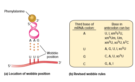 Phenylalanine
3'
Third base of
Baso in
anticodon can be:
U, I, xm5s?U,
xm Um, Um,
xm*U, xo°U, k?c
MRNA codon:
AAG
A, G, U, I, xoU
:Wobble
position
С, Д U, хо*U
13'
G, A, I
(a) Location of wobble position
(b) Revised wobble rules
