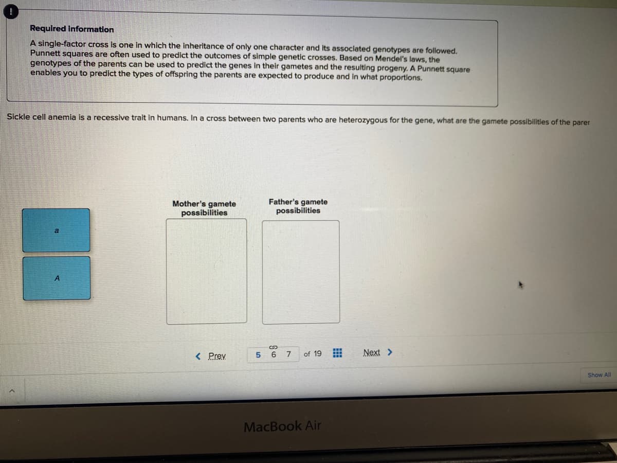 Required information
A single-factor cross is one in which the inheritance of only one character and its associated genotypes are followed.
Punnett squares are often used to predict the outcomes of simple genetic crosses. Based on Mendel's laws, the
genotypes of the parents can be used to predict the genes in their gametes and the resulting progeny. A Punnett square
enables you to predict the types of offspring the parents are expected to produce and in what proportions.
Sickle cell anemia is a recessive trait in humans. In a cross between two parents who are heterozygous for the gene, what are the gamete possibilities of the parer
Mother's gamete
possibilities
Father's gamete
possibilities
< Prev
5 6 7
Next >
of 19
Show All
MacBook Air
田
