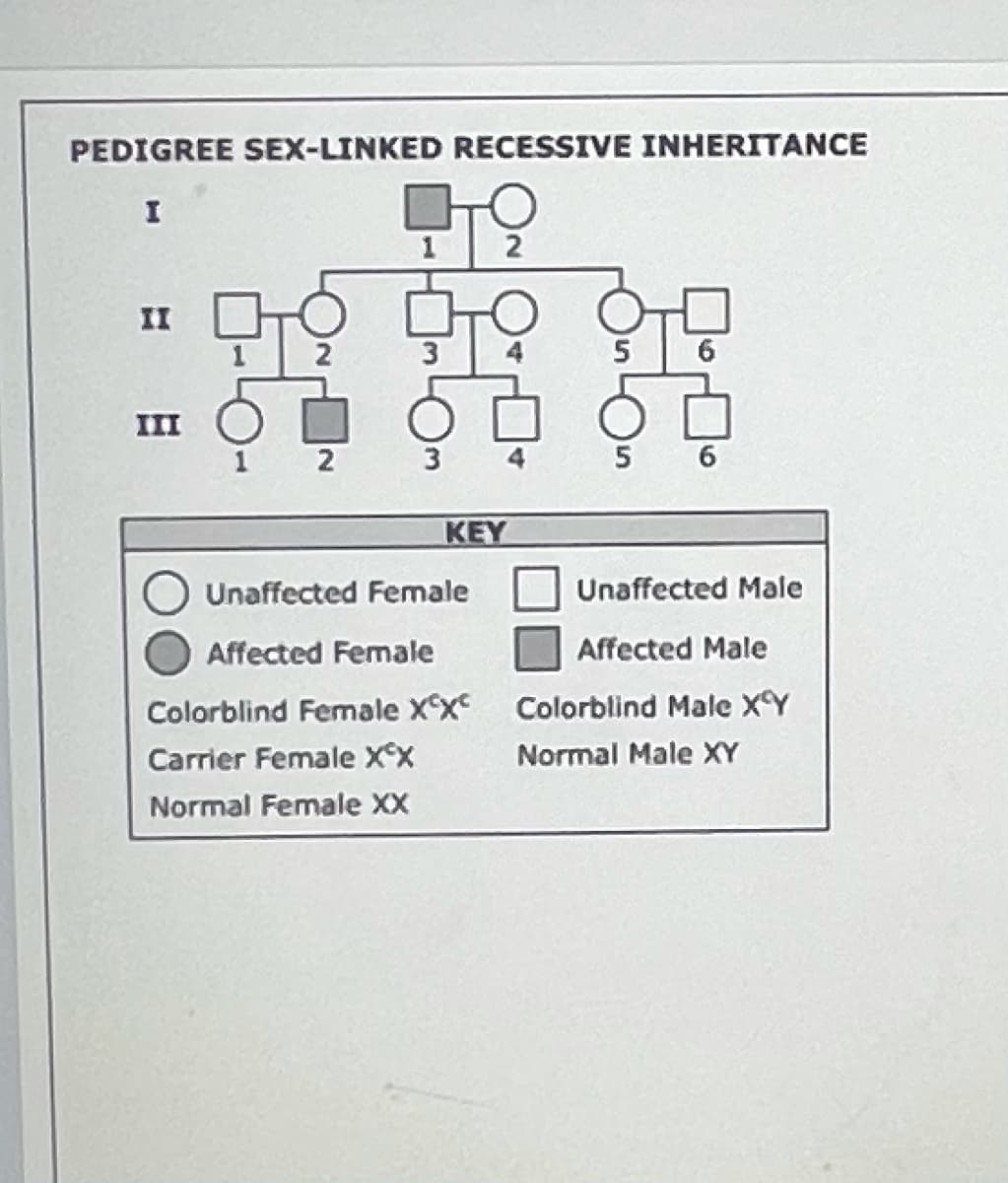 PEDIGREE SEX-LINKED RECESSIVE INHERITANCE
II
III
3
5 6
KEY
Unaffected Female
Unaffected Male
Affected Female
Affected Male
Colorblind Female XX
Colorblind Male XY
Carrier Female XX
Normal Male XY
Normal Female XX
