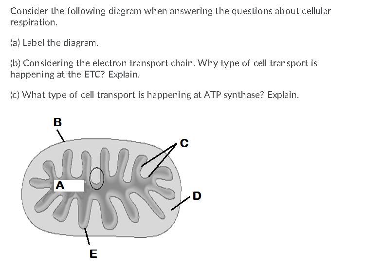 Consider the following diagram when answering the questions about cellular
respiration.
(a) Label the diagram.
(b) Considering the electron transport chain. Why type of cell transport is
happening at the ETC? Explain.
(c) What type of cell transport is happening at ATP synthase? Explain.
B
D

