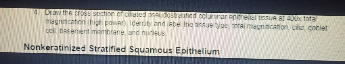 4. Draw the cross section of ciliated pseudostratified columnar epithelial tissue at 400x total
magnification (high power). Identify and label the tissue type, total magnification, cilia, goblet
cell, basement membrane, and nucleus.
Nonkeratinized Stratified Squamous Epithelium