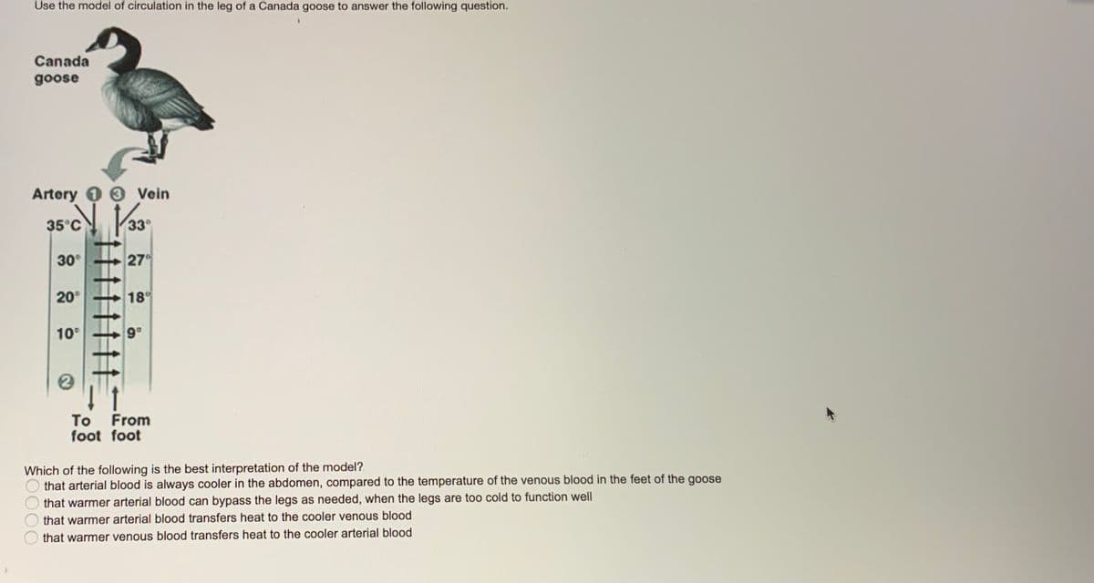 Use the model of circulation in the leg of a Canada goose to answer the following question.
Canada
goose
Artery 0 0 Vein
35°C
30
27
20°
18
10
9
To
From
foot foot
Which of the following is the best interpretation of the model?
that arterial blood is always cooler in the abdomen, compared to the temperature of the venous blood in the feet of the goose
that warmer arterial blood can bypass the legs as needed, when the legs are too cold to function well
that warmer arterial blood transfers heat to the cooler venous blood
that warmer venous blood transfers heat to the cooler arterial blood
O000
