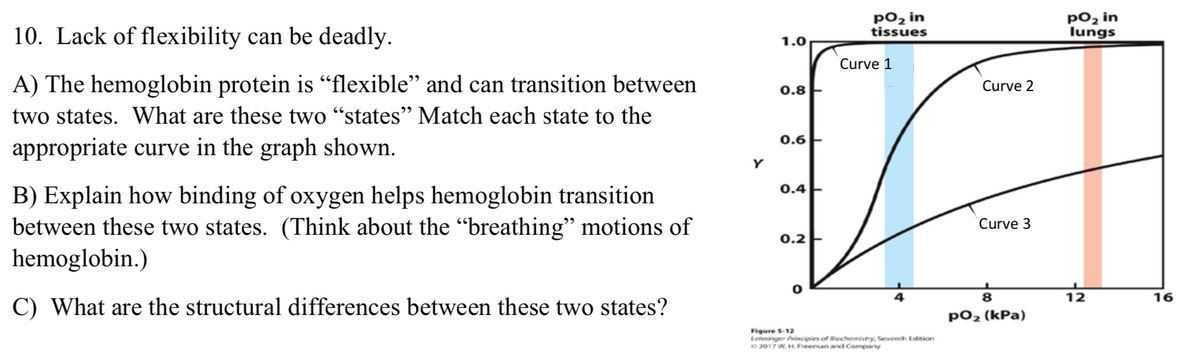 10. Lack of flexibility can be deadly.
pO2 in
tissues
ро, in
lungs
1.0
Curve 1
A) The hemoglobin protein is "flexible" and can transition between
0.8
Curve 2
two states. What are these two "states" Match each state to the
0.6E
appropriate curve in the graph shown.
0.4-
B) Explain how binding of oxygen helps hemoglobin transition
between these two states. (Think about the “breathing" motions of
hemoglobin.)
Curve 3
0.2
4
8
12
16
C) What are the structural differences between these two states?
ро, (kPa)
Figure S-12
Lehninger Principies of Bicchemistry, Seventh Edition
O 2017 W. HL Freeman and Company
