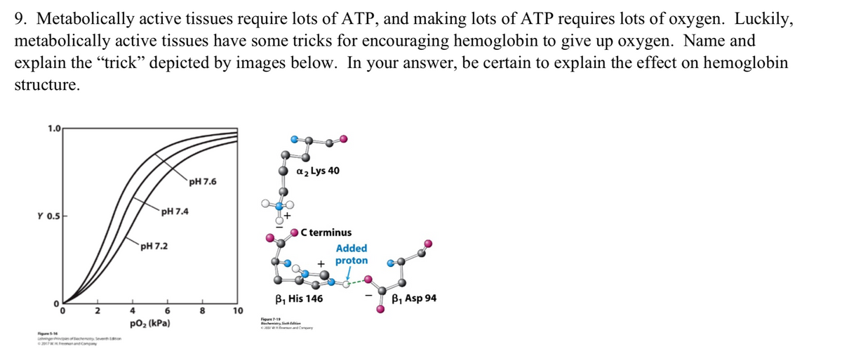 9. Metabolically active tissues require lots of ATP, and making lots of ATP requires lots of oxygen. Luckily,
metabolically active tissues have some tricks for encouraging hemoglobin to give up oxygen. Name and
explain the "trick" depicted by images below. In your answer, be certain to explain the effect on hemoglobin
structure.
1.0
a2 Lys 40
pH 7.6
Y 0.5-
`pH 7.4
C terminus
pH 7.2
Added
+ proton
B, His 146
B, Asp 94
6.
10
po2 (kPa)
Figure 7-19
Biochemistry, Sinth Edition
2ea/ H freenard Camny
Figures16
Lhninge Principies of iecheminy Seventh dton
2017W.H Feenan and Company
