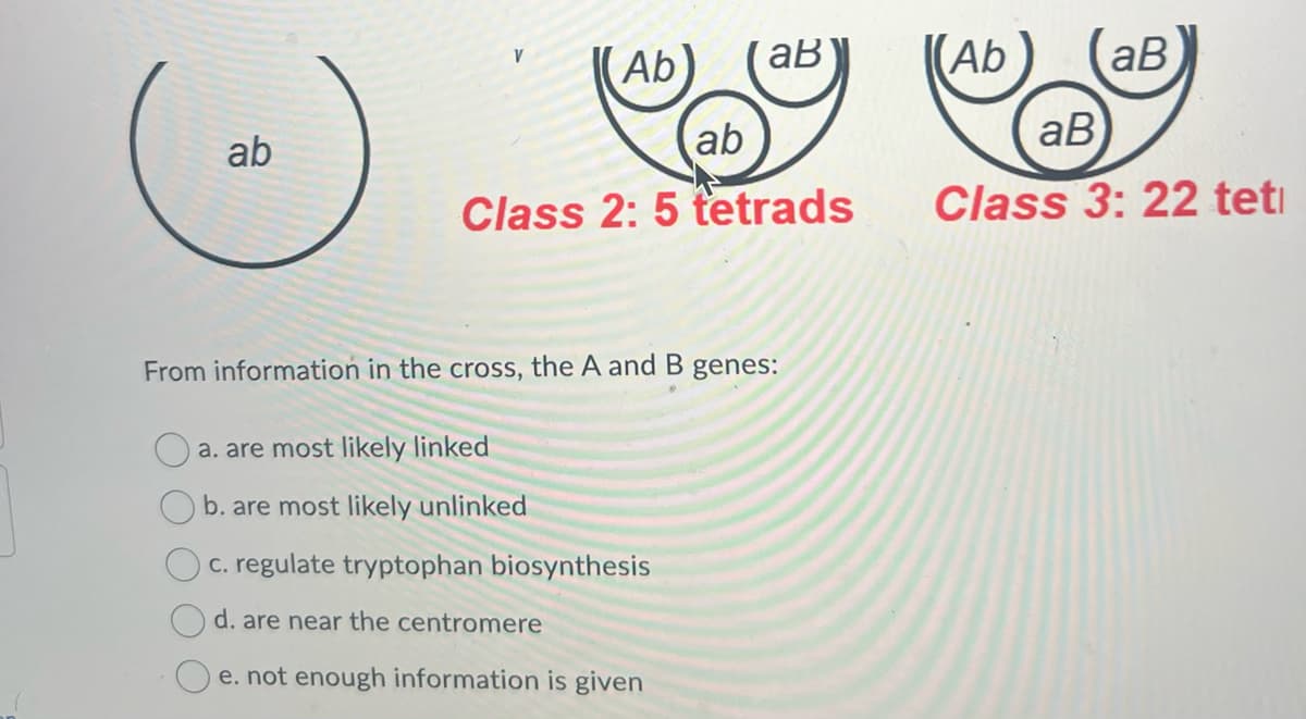 V
Ab)
aB
Ab
aB
ab
ab
aB
Class 2:5 tetrads
Class 3: 22 tet
From information in the cross, the A and B genes:
a. are most likely linked
b. are most likely unlinked
c. regulate tryptophan biosynthesis
d. are near the centromere
e. not enough information is given