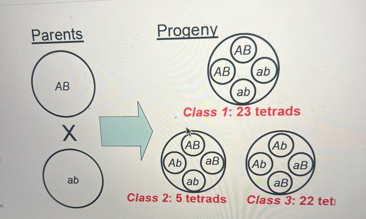 Parents
Progeny
AB
AB
(ab
n
AB
Х
ab
Class 1: 23 tetrads
AB
Ab
Ab
aB
Ab
aB
ab
ab
aB
Class 2:5 tetrads
Class 3: 22 teti