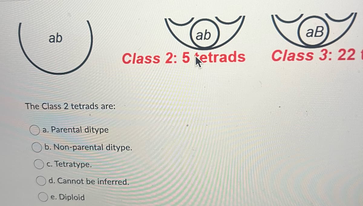 ab
ab
Class 2:5 tetrads
The Class 2 tetrads are:
a. Parental ditype
b. Non-parental ditype.
c. Tetratype.
d. Cannot be inferred.
e. Diploid
aB
Class 3: 22