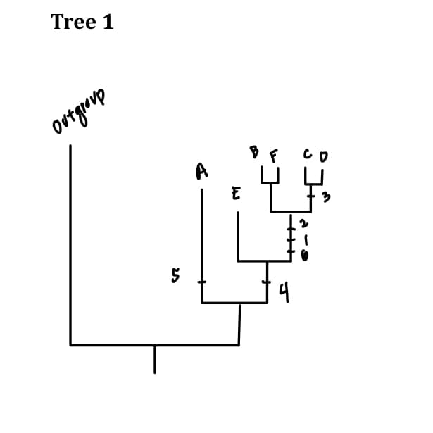 Tree 1
outgroup
5
F CO
4
