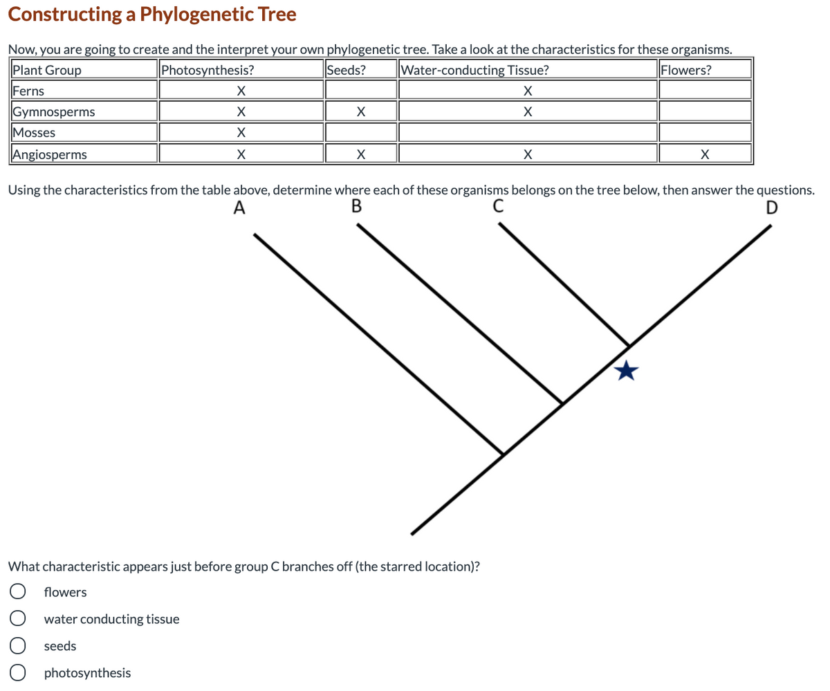 Constructing a Phylogenetic Tree
Now, you are going to create and the interpret your own phylogenetic tree. Take a look at the characteristics for these organisms.
Plant Group
Photosynthesis?
Seeds?
Water-conducting Tissue?
Flowers?
Ferns
X
Gymnosperms
Mosses
Angiosperms
Using the characteristics from the table above, determine where each of these organisms belongs on the tree below, then answer the questions.
A
В
What characteristic appears just before group C branches off (the starred location)?
flowers
water conducting tissue
seeds
O photosynthesis
