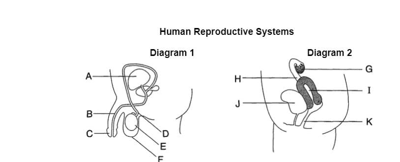 Human Reproductive Systems
Diagram 1
Diagram 2
G
A-
I
J
B-
C-
F
