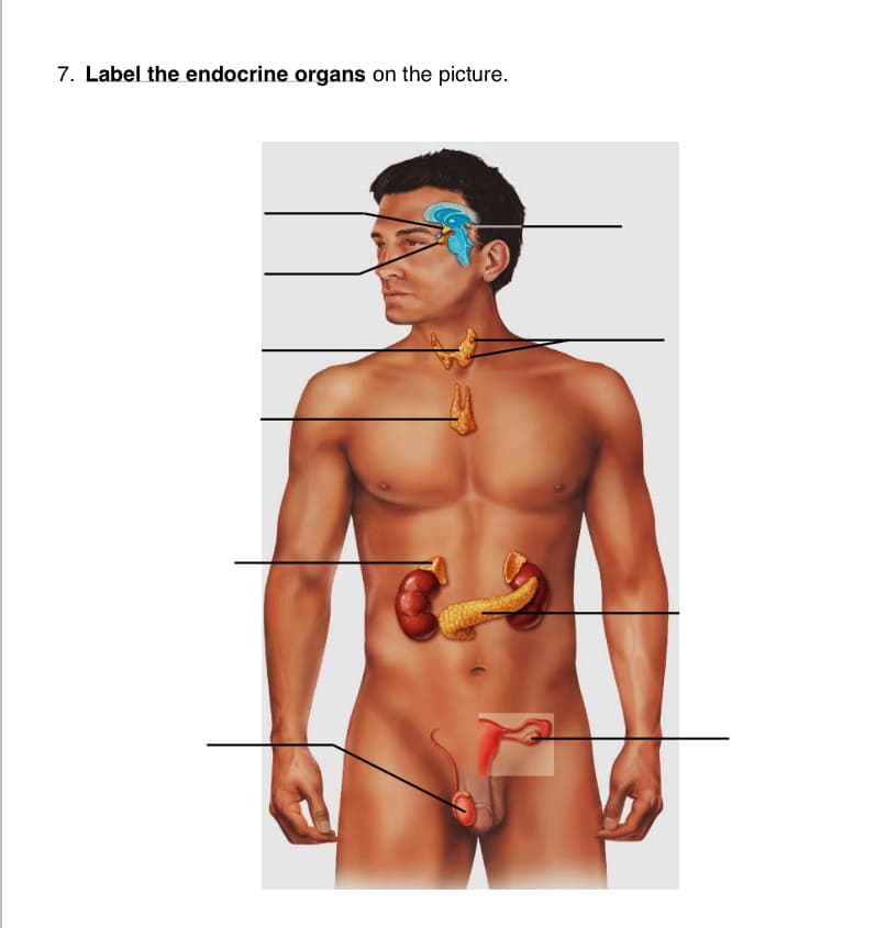 7. Label the endocrine organs on the picture.
