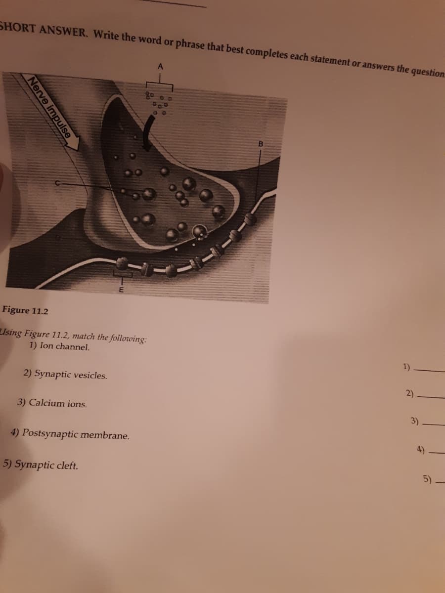 SHORT ANSWER. Write the word or phrase that best completes each statement or answers the question:
A
Figure 11.2
Using Figure 11.2, match the followwing:
1) Ion channel.
1)
2) Synaptic vesicles.
2)
3) Calcium ions.
3)
4) Postsynaptic membrane.
4)
5) Synaptic cleft.
5)
Nerve impulse
