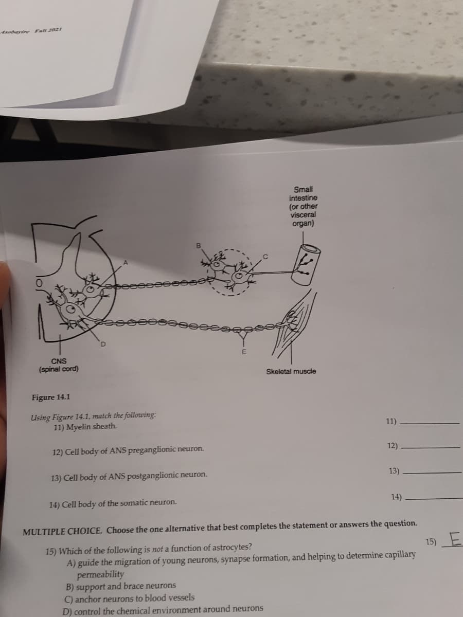 Asobarire Fall 2021
Smal
intestine
(or other
visceral
organ)
CNS
(spinal cord)
Skeletal muscle
Figure 14.1
Using Figure 14.1, match the following:
11) Myelin sheath.
11)
12) Cell body of ANS preganglionic neuron.
12)
13) Cell body of ANS postganglionic neuron.
13)
14) Cell body of the somatic neuron.
14)
MULTIPLE CHOICE, Choose the one alternative that best completes the statement or answers the question.
15) E
15) Which of the following is not a function of astrocytes?
A) guide the migration of young neurons, synapse formation, and helping to determine capillary
permeability
B) support and brace neurons
C) anchor neurons to blood vessels
D) control the chemical environment around neurons
