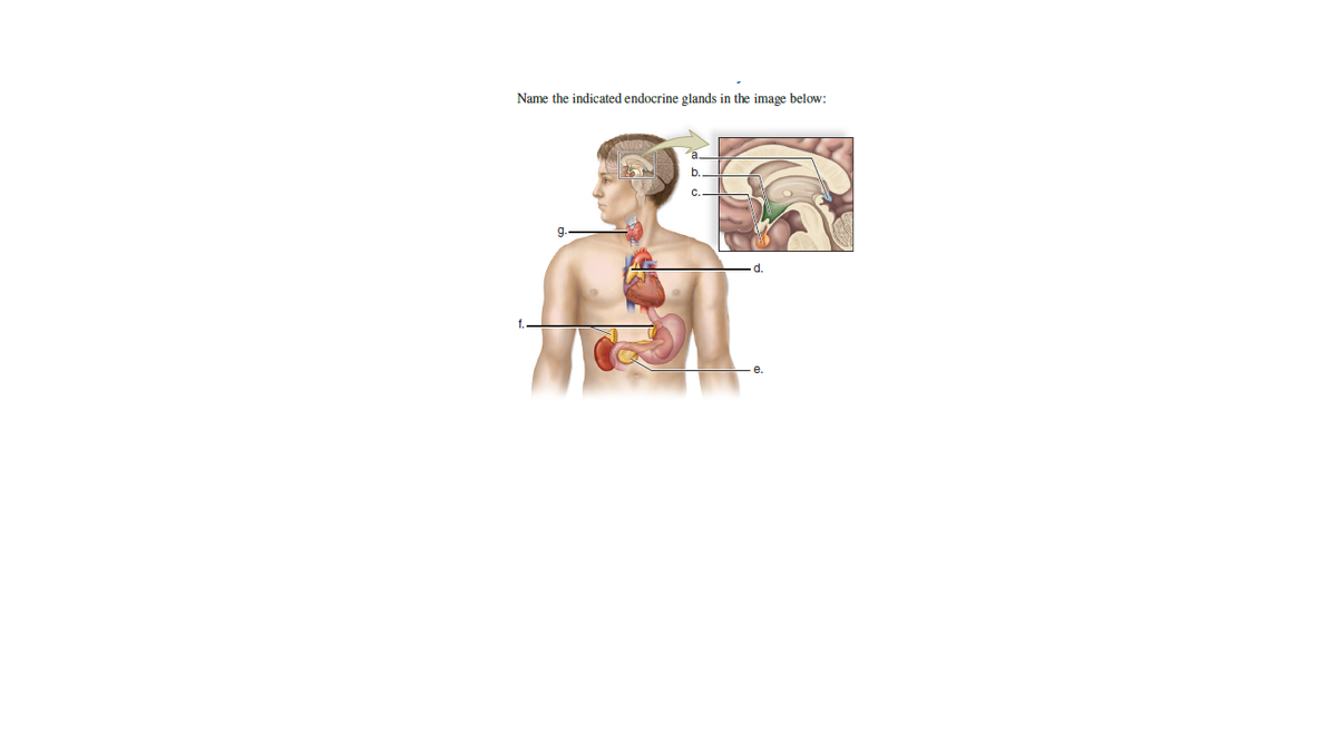 Name the indicated endocrine glands in the image below:
g.
