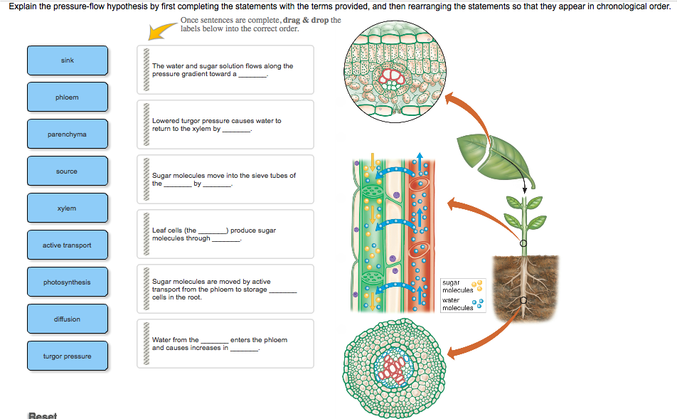 Explain the pressure-flow hypothesis by first completing the statements with the terms provided, and then rearranging the statements so that they appear in chronological order.
Once sentences are complete, drag & drop the
labels below into the correct order.
sink
phloem
parenchyma
source
xylem
active transport
photosynthesis
diffusion
turgor pressure
Reset
XXXXXXXXXXXX
XXXXXXXXXXXX
XXXXXXXXXXXX
XXXXXXXXXXXX
XXXXXXXXXXXX
XXXXXXXXXXXX
The water and sugar solution flows along the
pressure gradient toward a
Lowered turgor pressure causes water to
return to the xylem by
Sugar molecules move into the sieve tubes of
the
by
Leaf cells (the
molecules through,
) produce sugar
Sugar molecules are moved by active
transport from the phloem to storage
cells in the root.
Water from the
and causes increases in
enters the phloem
sugar
molecules
water
molecules