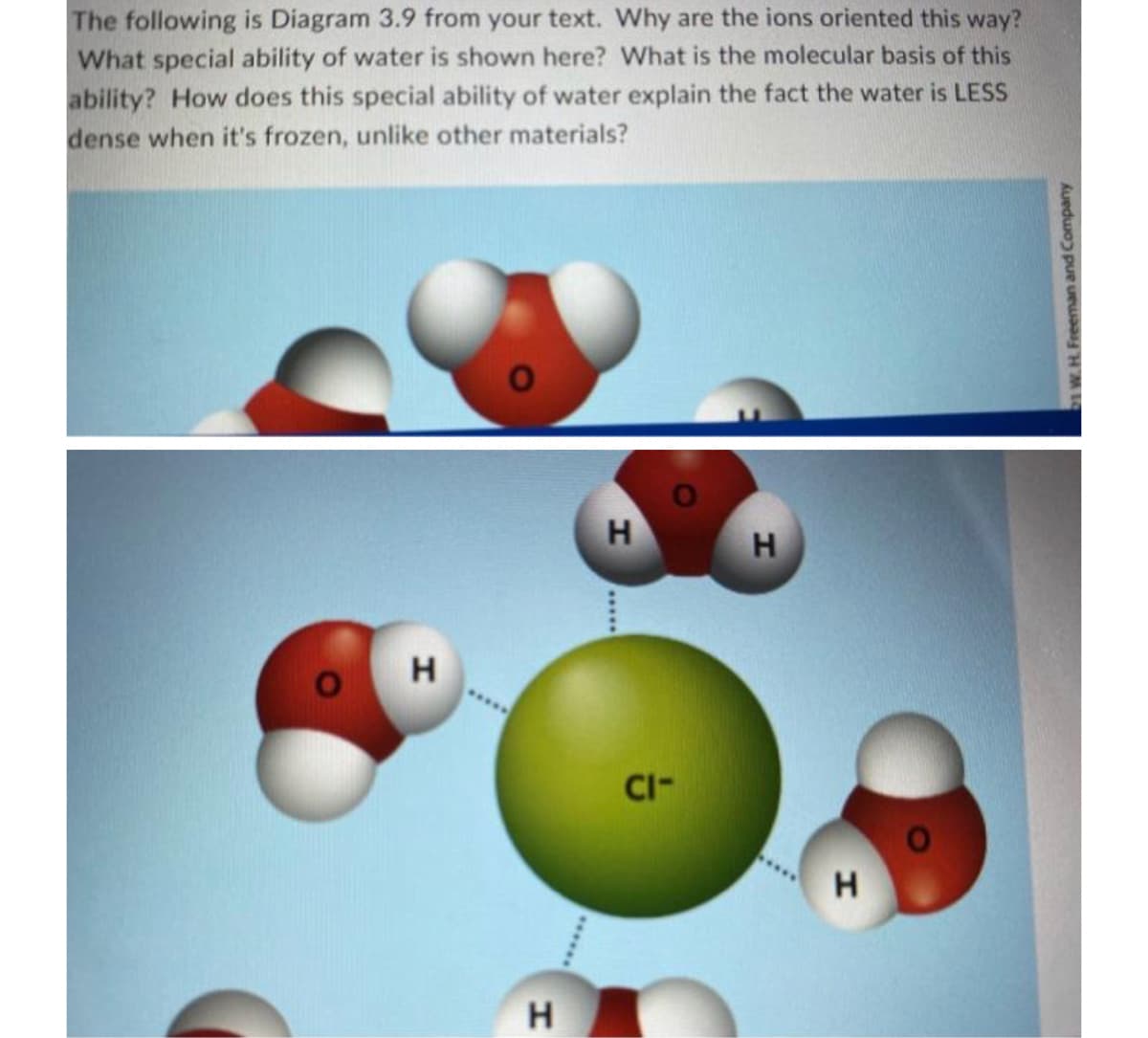 The following is Diagram 3.9 from your text. Why are the ions oriented this way?
What special ability of water is shown here? What is the molecular basis of this
ability? How does this special ability of water explain the fact the water is LESS
dense when it's frozen, unlike other materials?
H
H
H
H
*****
CI-
H
W. H. Freeman and Company