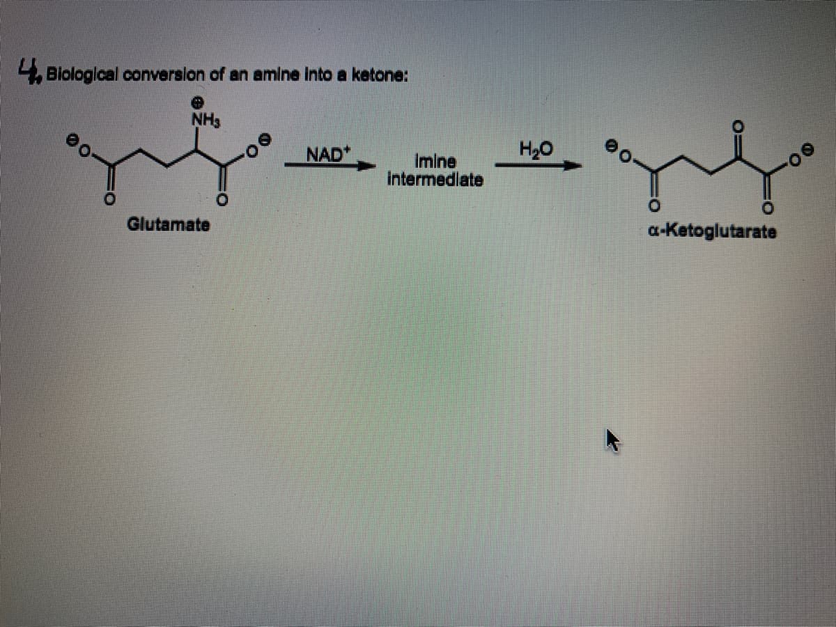 **Biological Conversion of an Amine into a Ketone**

The image illustrates a biochemical reaction in which an amine in the Glutamate molecule is converted into a ketone in the α-Ketoglutarate molecule. This process involves several steps and critical components:

1. **Starting Material: Glutamate**
   - The chemical structure of Glutamate is displayed, highlighting its amine group (NH\(_3\)).
   - Glutamate serves as the substrate undergoing deamination.

2. **Oxidation Step**
   - NAD\(^+\) (Nicotinamide adenine dinucleotide) is utilized as an electron acceptor in the reaction, which drives the oxidation process.
   - This step results in the formation of an imine intermediate.

3. **Hydrolysis Step**
   - The imine intermediate undergoes hydrolysis (addition of H\(_2\)O - water).
   - This reaction ultimately yields the α-Ketoglutarate molecule.

4. **Final Product: α-Ketoglutarate**
   - The chemical structure of α-Ketoglutarate is shown, featuring the ketone functional group resultant from the deamination of Glutamate.

**Explanation of Diagram**

- **Glutamate**: The structure on the left is identified as Glutamate, with a carboxyl group (COOH) and amine group (NH\(_3\)).
- **NAD\(^+\)**: An arrow pointing towards the right indicates the involvement of NAD\(^+\) in the reaction, resulting in an imine intermediate.
- **Imine Intermediate**: This intermediate is implied by a temporary structure before the final hydrolysis step.
- **H\(_2\)O (Water)**: H\(_2\)O is added to the reaction, symbolized by another arrow, leading to the final product.
- **α-Ketoglutarate**: The structure on the right represents the α-Ketoglutarate molecule with its ketone group.

This reaction showcases the transformation from an amine to a ketone through biochemical mechanisms and is essential in various metabolic pathways.