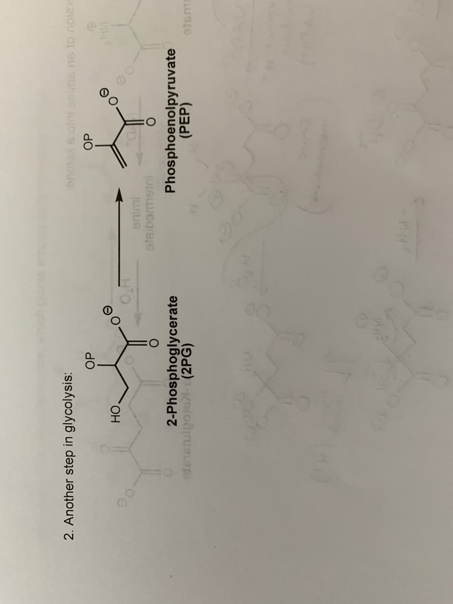 2. Another step in glycolysis:
SLEIOU OL SU SUG IUO s KGLOUC.
OP
OP
HO.
ILUIUG
steibemetni
Phosphoenolpyruvate
(PEP)
2-Phosphoglycerate
adEshulgotoN- (2PG)
