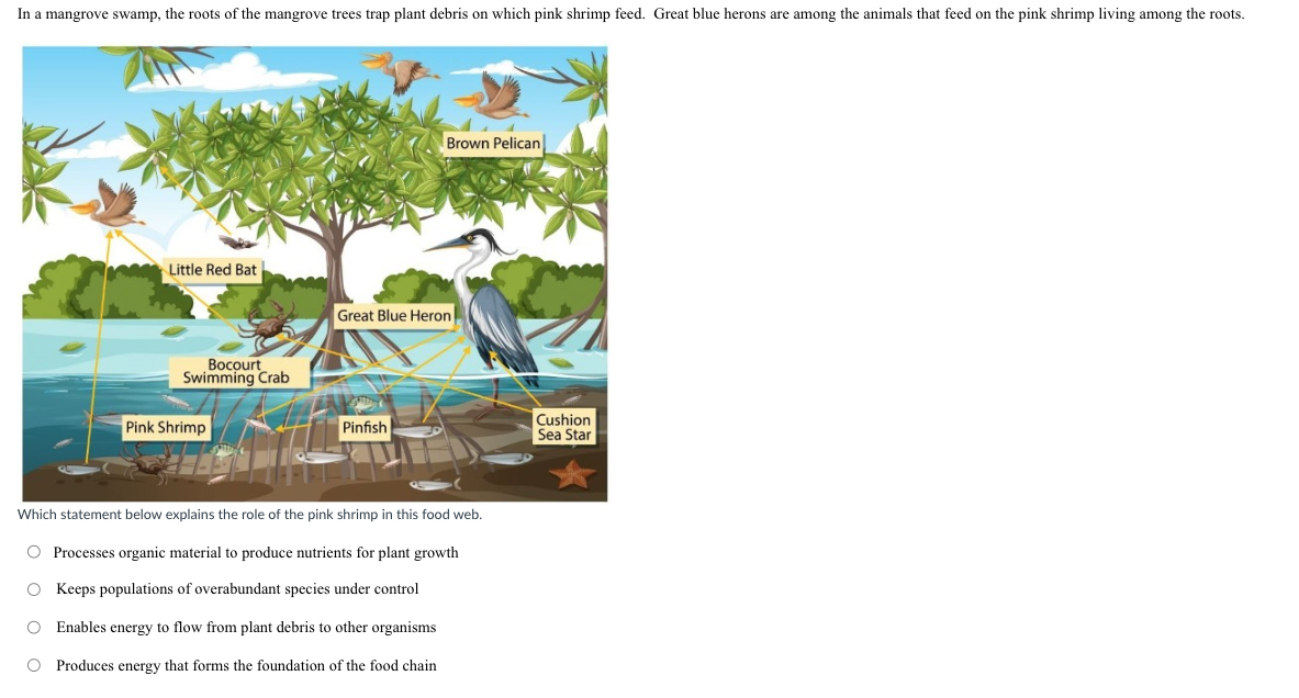 In a mangrove swamp, the roots of the mangrove trees trap plant debris on which pink shrimp feed. Great blue herons are among the animals that feed on the pink shrimp living among the roots.
Little Red Bat
Bocourt
Swimming Crab
Pink Shrimp
Brown Pelican
Great Blue Heron
Pinfish
Which statement below explains the role of the pink shrimp in this food web.
O Processes organic material to produce nutrients for plant growth
O Keeps populations of overabundant species under control
O Enables energy to flow from plant debris to other organisms
O Produces energy that forms the foundation of the food chain
Cushion
Sea Star