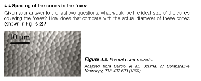 4.4 Spacing of the cones in the fovea
Given your answer to the last two questions, what would be the ideal size of the cones
covering the fovea? How does that compare with the actual diameter of these cones
(shown in Fig. 5.2)?
10 um
Figure 4.2: Foveal cone mosaic.
Adapted from Curcio et al., Journal of Comparative
Neuralogy, 292: 497-523 (1990).
