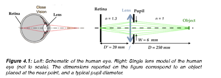 Close
Vision
Retina
Lens Pupil
Retina
Lens
n = 1.3
n = 1
Object
W = 6 mm
D'= 20 mm
D= 250 mm
Figure 4.1: Left: Schematic of the human eye. Right: Single lens model of the human
eye (not to scale). The dimensions reported on the figure correspond to an object
placed at the near point, and a typical pupil diameter.
