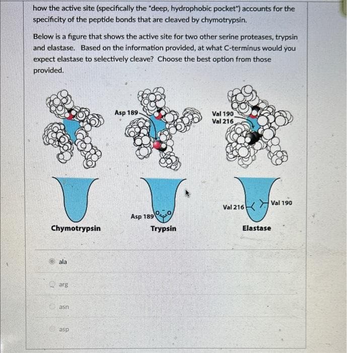 how the active site (specifically the "deep, hydrophobic pocket") accounts for the
specificity of the peptide bonds that are cleaved by chymotrypsin.
Below is a figure that shows the active site for two other serine proteases, trypsin
and elastase. Based on the information provided, at what C-terminus would you
expect elastase to selectively cleave? Choose the best option from those
provided.
Chymotrypsin
ala
arg
asn
asp
Asp 189-
Asp 189
Trypsin
Val 190
Val 216
Val 216 Val 190
Elastase