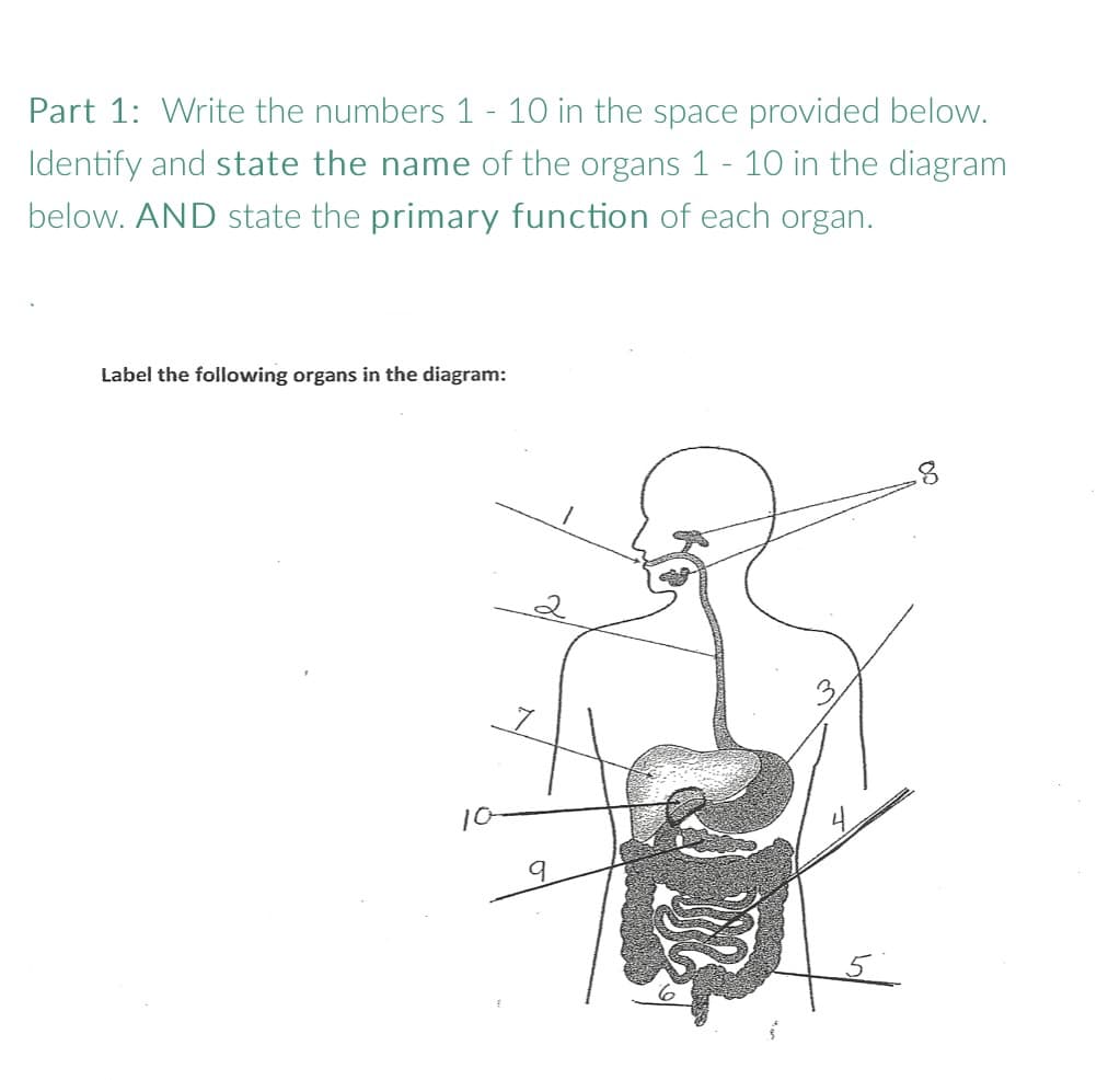 Part 1: Write the numbers 1 - 10 in the space provided below.
Identify and state the name of the organs 1 - 10 in the diagram
below. AND state the primary function of each organ.
Label the following organs in the diagram: