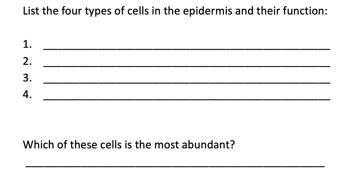 List the four types of cells in the epidermis and their function:
1.
2.
3.
4.
Which of these cells is the most abundant?
