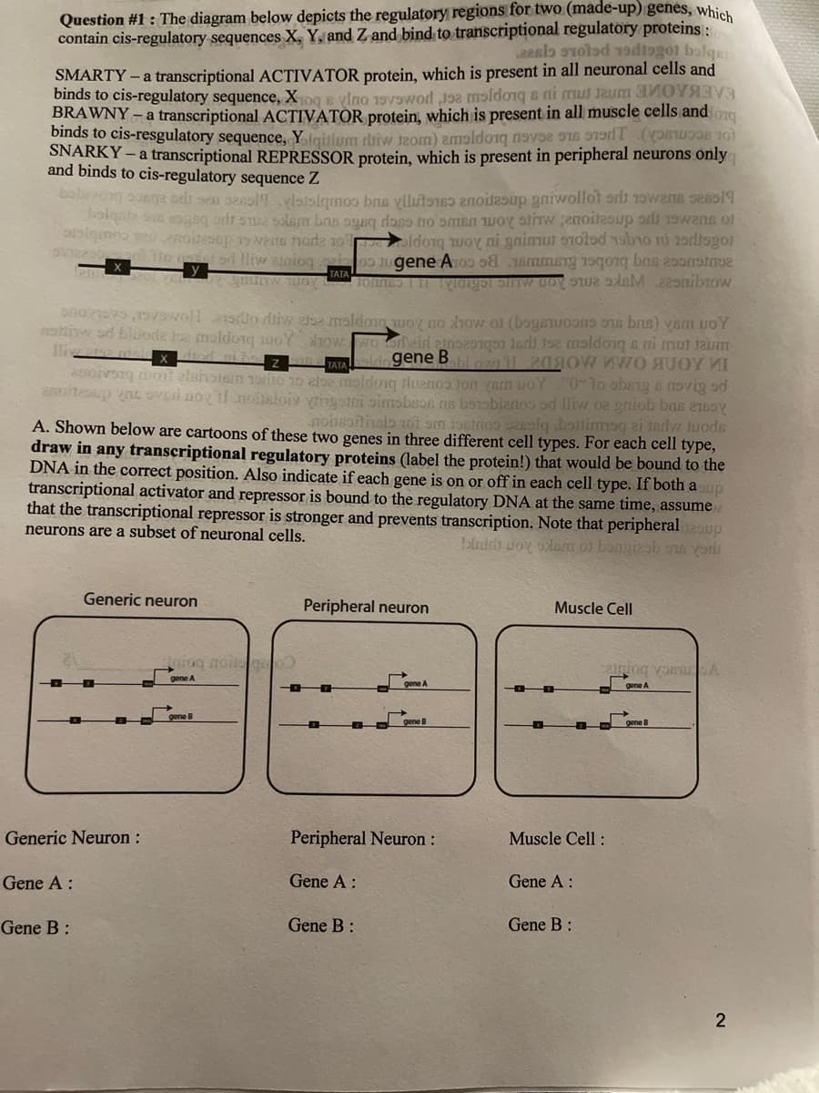 Question #1: The diagram below depicts the regulatory regions for two (made-up) genes, which
contain cis-regulatory sequences X, Y, and Z and bind to transcriptional regulatory proteins:
te 19tot bolq
o
SMARTY-a transcriptional ACTIVATOR protein, which is present in all neuronal cells and
binds to cis-regulatory sequence, Xoqs vlno 19vod 12 moldoną a ni mut tau
BRAWNY-a transcriptional ACTIVATOR protein, which is present in all muscle cells and org
binds to cis-resgulatory sequence, Yiqilum ritm) med en in
SNARKY -a transcriptional REPRESSOR protein, which is present in peripheral neurons only
and binds to cis-regulatory sequence Z
mos e vllut
bebiving use our sense
noitesup gniwollot on wens sol
balqis om aga on se solera bas ogaq das no men why w noitesup on and of
aliquam ser protesop 15wens node 10
moted to nú zodiagot
red lliw sintog i ugene Amor a
gminy way to
get a boy sex
long way ni nim
371283
of the
y
TATA
nibrow
00000159ol asilo rin sisa maldong woy no how
notiw od bloode the moldon how wooneid aine
lliveres meie x died at bez salle TATA
diogene Babi owi 11
audivsag met alshotein 1910 10 ale moldong sluznos ton yarn BoY "0"to obsig s novig od
anoitesup unt oved nor if noisloiy vingeri simsbros as bezsbianos od lliw oz gniob bus 2165
A. Shown below are cartoons of these two genes in three different cell types. For each cell type,
nonsoitinsls 101 sm totoo solq.bonimoq ei tarlw Juods
draw in any transcriptional regulatory proteins (label the protein!) that would be bound to the
DNA in the correct position. Also indicate if each gene is on or off in each cell type. If both a sup
transcriptional activator and repressor is bound to the regulatory DNA at the same time, assume
that the transcriptional repressor is stronger and prevents transcription. Note that peripheral sup
neurons are a subset of neuronal cells.
laidi voy olam of bongizab ons von
Generic Neuron :
Gene A:
Generic neuron
Gene B:
Sining noise ad02
gene A
gene B
Peripheral neuron
Peripheral Neuron :
Gene A:
Gene B:
(bo)
vom UOY
to the maldoigs ni mut jau
Muscle Cell
Muscle Cell:
Gene A:
Gene B:
ng A
gene B
2