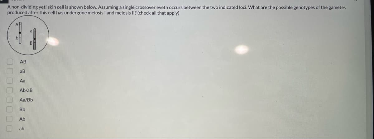 A non-dividing yeti skin cell is shown below. Assuming a single crossover evetn occurs between the two indicated loci. What are the possible genotypes of the gametes
produced after this cell has undergone meiosis I and meiosis II? (check all that apply)
00000000
AB
aB
Aa
Ab/aB
Aa/Bb
Bb
Ab
ab