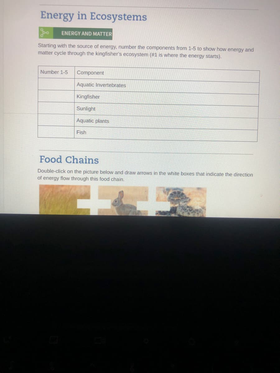 Energy in Ecosystems
ENERGY AND MATTER
Starting with the source of energy, number the components from 1-5 to show how energy and
matter cycle through the kingfisher's ecosystem (#1 is where the energy starts).
Number 1-5
Component
Aquatic Invertebrates
Kingfisher
Sunlight
Aquatic plants
Fish
Food Chains
Double-click on the picture below and draw arrows in the white boxes that indicate the direction
of energy flow through this food chain.
