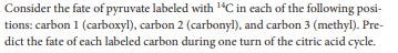 Consider the fate of pyruvate labeled with 14C in each of the following posi-
tions: carbon 1 (carboxyl), carbon 2 (carbonyl), and carbon 3 (methyl). Pre-
dict the fate of each labeled carbon during one turn of the citric acid cycle.
