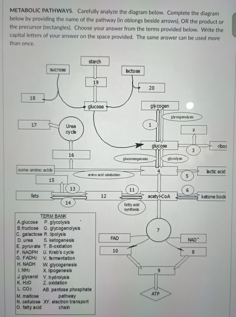 METABOLIC PATHWAYS. Carefully analyze the diagram below. Complete the diagram
below by providing the name of the pathway (in oblongs beside arrows), OR the product or
the precursor (rectangles). Choose your answer from the terms provided below. Write the
capital letters of your answer on the space provided. The same answer can be used more
than once.
starch
sucrose
lactose
19
20
18
glucose
gly cogen
glycogenoly sis
17
Urea
1
cycle
glucose
ribos
3
16
gluconeogenesis
glycolysis
some amino acids
4
lactic acid
amino acid catabolism
15
13
11
6
fats
12
acety FCOA
ketone bodi
14
fatty add
synthesis
A.glucose
B.fructose
TERM BANK
P. glycolysis
Q. glycogenolysis
C. galactose R. lipolys is
FAD
NAD+
S. ketogenesis
E. pyruvate T. B-oxidation
F.NADPH U. Kreb's cycle
G. FADH2 V. fermentation
W. glycogenesis
X. lipogenesis
J. glycerol Y.hydrolysis
Z. oxidation
AB. pentose phosphate
pathway
N. cellulose XY, electron transport
chain
D. urea
10
8
H. NADH
I. NH3
9.
K. H20
L. CO2
АТР
M. maltose
O. fatty acid
