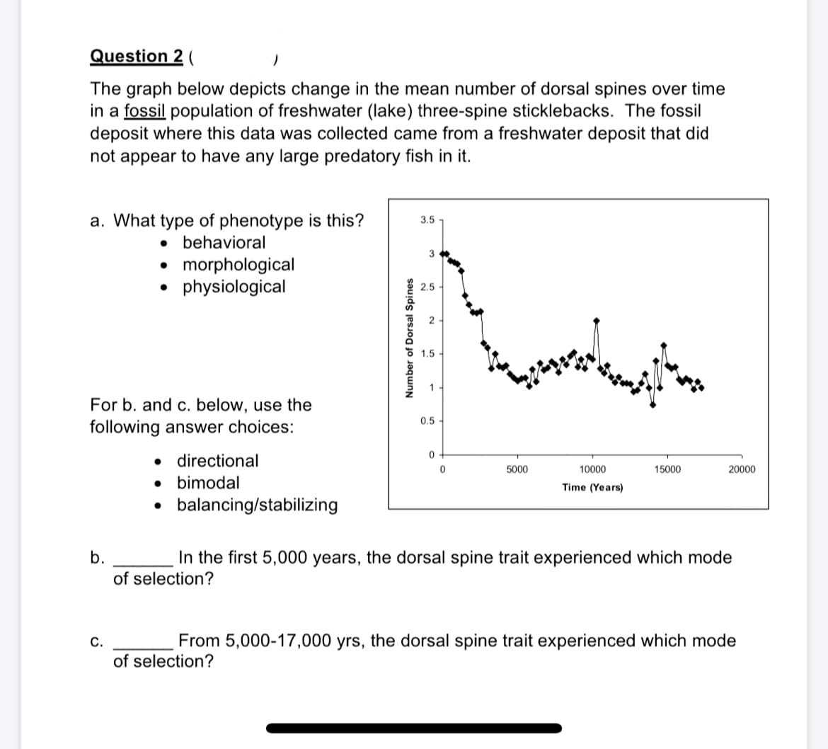 Question 2 (
The graph below depicts change in the mean number of dorsal spines over time
in a fossil population of freshwater (lake) three-spine sticklebacks. The fossil
deposit where this data was collected came from a freshwater deposit that did
not appear to have any large predatory fish in it.
a. What type of phenotype is this?
3.5
behavioral
3
• morphological
physiological
2.5
2
1.5
1
For b. and c. below, use the
0.5
following answer choices:
directional
5000
10000
15000
20000
• bimodal
balancing/stabilizing
Time (Years)
b.
In the first 5,000 years, the dorsal spine trait experienced which mode
of selection?
C.
From 5,000-17,000 yrs, the dorsal spine trait experienced which mode
of selection?
Number of Dorsal Spines
