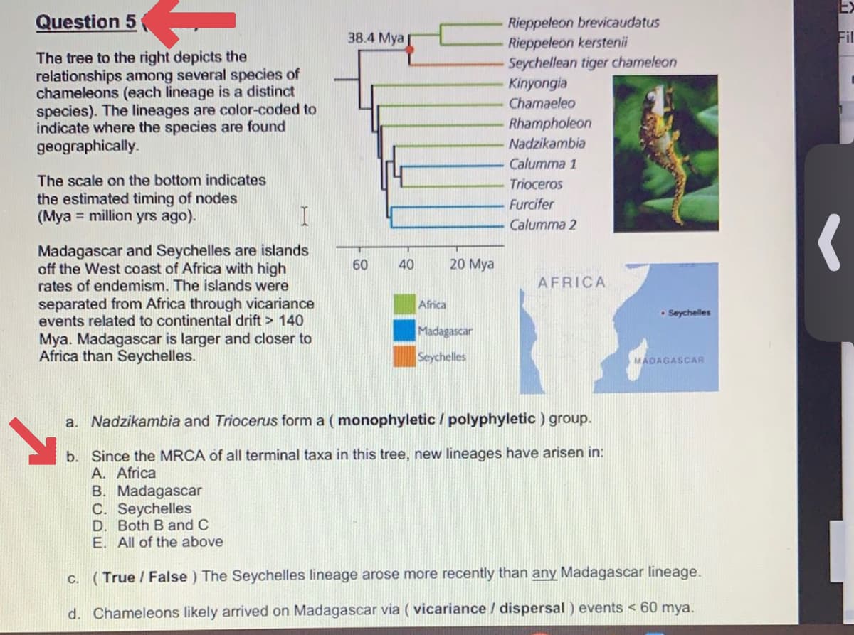 EX
Question 5
Rieppeleon brevicaudatus
Rieppeleon kerstenii
Seychellean tiger chameleon
Kinyongia
Chamaeleo
38.4 Mya
Fil
The tree to the right depicts the
relationships among several species of
chameleons (each lineage is a distinct
species). The lineages are color-coded to
indicate where the species are found
geographically.
Rhampholeon
Nadzikambia
Calumma 1
The scale on the bottom indicates
the estimated timing of nodes
(Mya = million yrs ago).
Trioceros
Furcifer
Calumma 2
Madagascar and Seychelles are islands
off the West coast of Africa with high
rates of endemism. The islands were
separated from Africa through vicariance
events related to continental drift > 140
Mya. Madagascar is larger and closer to
Africa than Seychelles.
60
40
20 Mya
AFRICA
Africa
• Seychelles
Madagascar
Seychelles
MAOAGASCAR
a. Nadzikambia and Triocerus form a ( monophyletic / polyphyletic ) group.
b. Since the MRCA of all terminal taxa in this tree, new lineages have arisen in:
A. Africa
B. Madagascar
C. Seychelles
D. Both B and C
E. All of the above
c. (True / False ) The Seychelles lineage arose more recently than any Madagascar lineage.
d. Chameleons likely arrived on Madagascar via ( vicariance / dispersal ) events < 60 mya.
