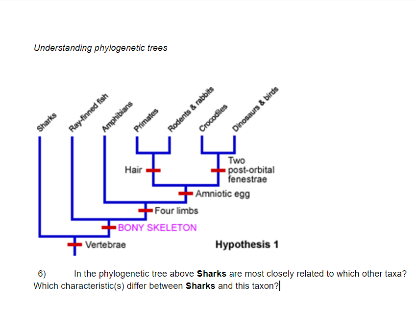 Understanding phylogenetic trees
Rodents & rabbits
Crocodiles
Sharks
Ray-finned fish
Primates
Dinosaurs & birds
Hair
Two
post-orbital
fenestrae
+Amniotic egg
Four limbs
BONY SKELETON
Vertebrae
6)
Which characteristic(s) differ between Sharks and this taxon?|
Hypothesis 1
In the phylogenetic tree above Sharks are most closely related to which other taxa?
Amphibians
