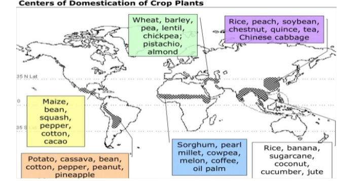 Centers of Domestication of Crop Plants
Wheat, barley,
pea, lentil,
chickpea;
pistachio,
almond
Rice, peach, soybean,
chestnut, quince, tea,
Chinese cabbage
35 N L
.......
Maize,
bean,
squash,
рерper,
cotton,
35
сасао
Sorghum, pearl
millet, cowpea,
melon, coffee,
oil palm
Rice, banana,
Potato, cassava, bean,
cotton, pepper, peanut,
pineapple
sugarcane,
coconut,
cucumber, jute
